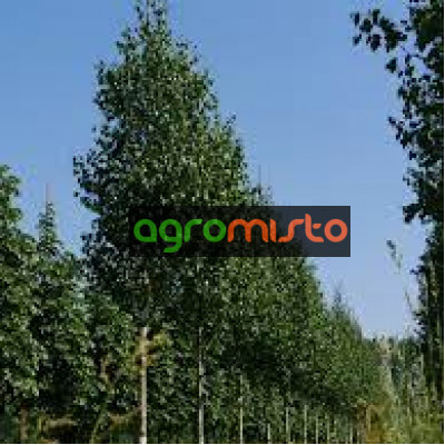 Береза Betula utilis Doorenbos (C40)