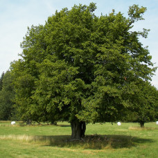 Граб Carpinus betulus (C3) Граб Carpinus betulus (C3)