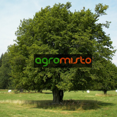 Граб Carpinus betulus (C3)