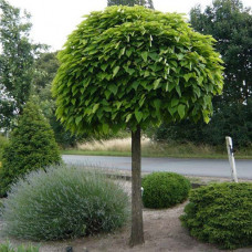 Щеплений Catalpa bignonioides Nana (C5)
