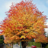 Cercidiphyllum japonicum (C3) Cercidiphyllum japonicum (C3)