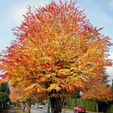 Cercidiphyllum japonicum (C3) Cercidiphyllum japonicum (C3)
