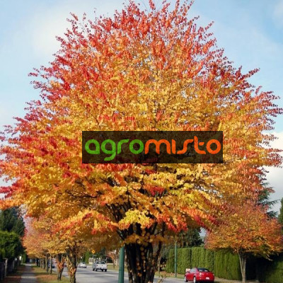 Cercidiphyllum japonicum (C3)