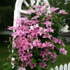 рожевий Clematis Hagley hybride (С2) рожевий Clematis Hagley hybride (С2)