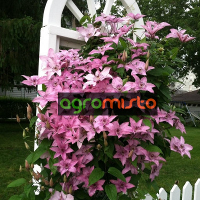 рожевий Clematis Hagley hybride (С2)