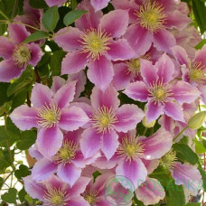 біло-рожевий Clematis Piilu (С2)