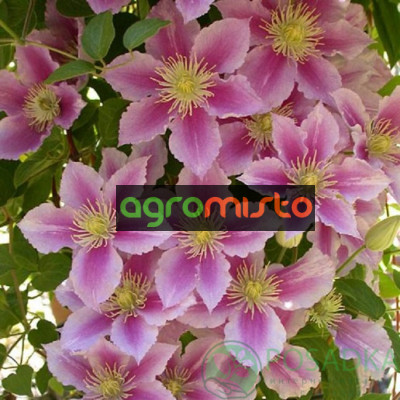 біло-рожевий Clematis Piilu (С2)