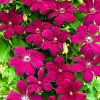 пурпурний Clematis Rouge Cardinal (С2)