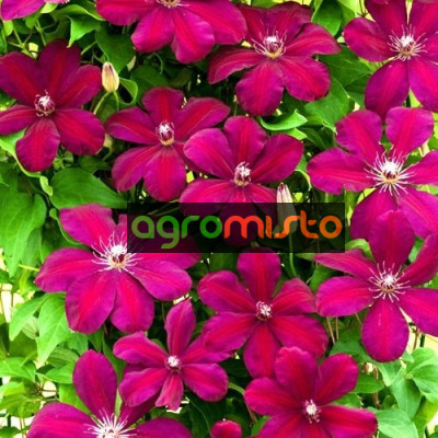 пурпурний Clematis Rouge Cardinal (С2)