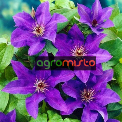 Фіолетовий Clematis The President (С2)