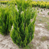 Кипарис Лавсона Chamaecyparis lawsoniana Ivonne (C3)