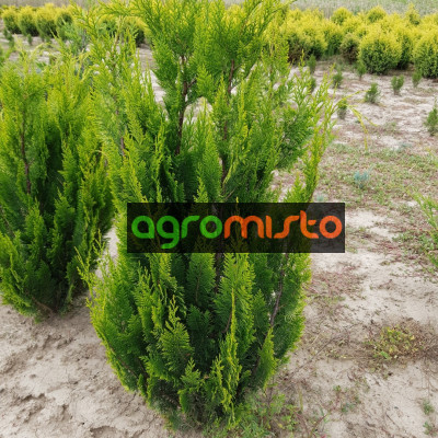 Кипарис Лавсона Chamaecyparis lawsoniana Ivonne (C3)