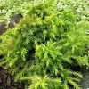 Криптомерія японська Cryptomeria japonica Monstrosa Nana (C2)