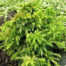 Криптомерія японська Cryptomeria japonica Monstrosa Nana (C2)