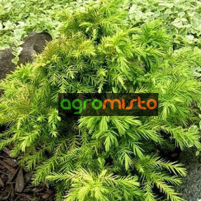Криптомерія японська Cryptomeria japonica Monstrosa Nana (C2)