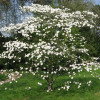 Cornus Florida (C7.5)