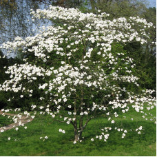 Cornus Florida (C7.5) Cornus Florida (C7.5)