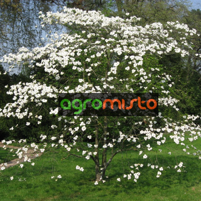 Cornus Florida (C7.5)