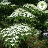 Cornus kousa var.Chinensis (C7.5) Cornus kousa var.Chinensis (C7.5)