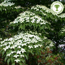 Cornus kousa var.Chinensis (C7.5) Cornus kousa var.Chinensis (C7.5)