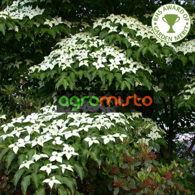 Cornus kousa var.Chinensis (C7.5)