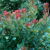 Cotinus coggygria Old Fashioned (С3)
