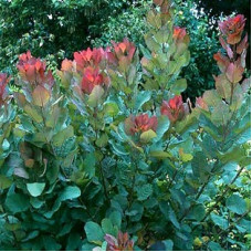 Cotinus coggygria Old Fashioned (С3) Cotinus coggygria Old Fashioned (С3)