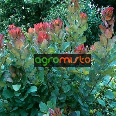 Cotinus coggygria Old Fashioned (С3)