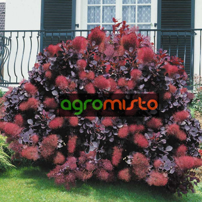 Cotinus coggygria Royal Purple (С2)