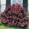 Cotinus coggygria Royal Purple (С3)