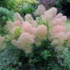 Cotinus coggygria Young Lady (C2) Cotinus coggygria Young Lady (C2)