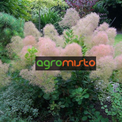 Cotinus coggygria Young Lady (C2)