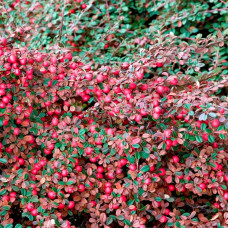 Кизильник Cotoneaster Dammeri Eichholz (С1.5) Кизильник Cotoneaster Dammeri Eichholz (С1.5)