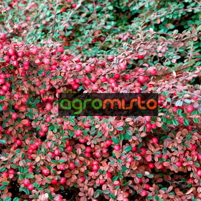 Кизильник Cotoneaster Dammeri Eichholz (С1.5)