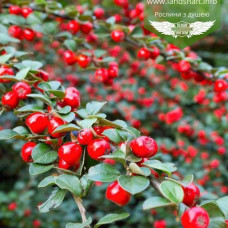 Кизильник Cotoneaster x suecicus Coral Beauty (С1.5) Кизильник Cotoneaster x suecicus Coral Beauty (С1.5)