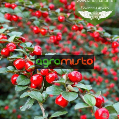 Кизильник Cotoneaster x suecicus Coral Beauty (С1.5)