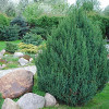 Ялівець китайський Ouniperus chinensis Stricta (C3)