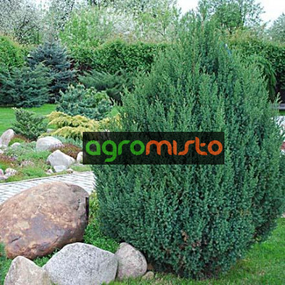 Ялівець китайський Ouniperus chinensis Stricta (C3)