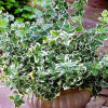 Бересклет Eonymus fortunei Emerald Gaiety (С1.5)