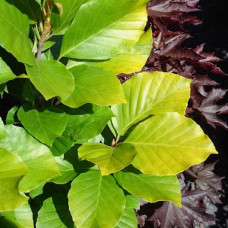 Бук Fagus sylvatica Dawyck Gold (С12) Бук Fagus sylvatica Dawyck Gold (С12)