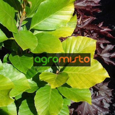 Бук Fagus sylvatica Dawyck Gold (С12)