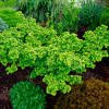 Ginkgo biloba (C7
