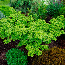 Ginkgo biloba (C7 Ginkgo biloba (C7