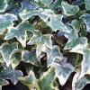 Плющ зелено білий Hedera Helix Glacier (С1 Плющ зелено білий Hedera Helix Glacier (С1