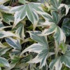 Плющ зелено білий Hedera Helix White ripple (С1
