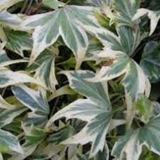 Плющ зелено білий Hedera Helix White ripple (С1 Плющ зелено білий Hedera Helix White ripple (С1