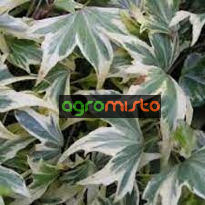 Плющ зелено білий Hedera Helix White ripple (С1