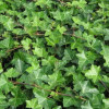 Плющ Ірландський Hedera Helix Hibernica (С1 Плющ Ірландський Hedera Helix Hibernica (С1