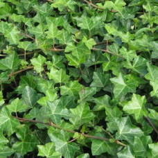 Плющ Ірландський Hedera Helix Hibernica (С1