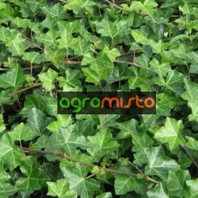Плющ Ірландський Hedera Helix Hibernica (С1